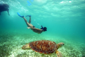 Swimming with Turtles - Akumal